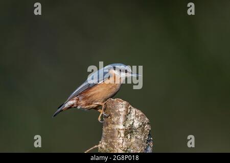 Nuthatch ; Sitta europaea ; On Log ; Royaume-Uni Banque D'Images