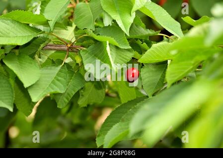 Un fruit rouge de cerise douce sur une branche sur un fond avec un feuillage vert Banque D'Images