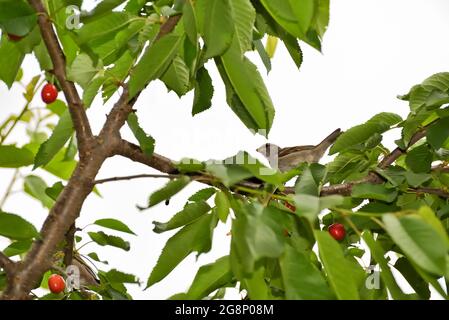 Sparrow se trouve sur une branche d'un cerisier pour manger des fruits juteux doux, causant des problèmes et gâcher la récolte Banque D'Images