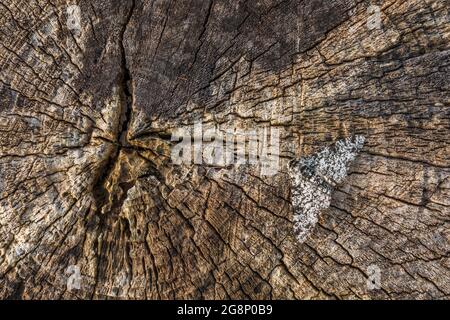 Moth poivrée ; Biston betularia ; On Wood ; Royaume-Uni Banque D'Images