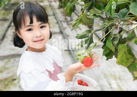 Bonne fille asiatique avec fraise dans la ferme Banque D'Images