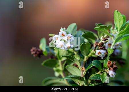 Gros plan fleurs vaccinium vitis idaea Koralle dans le jardin Banque D'Images