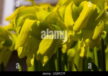 Gros plan de la fleur d'un pichet jaune, également appelé Sarracenia flava ou Gelbe Schlauchpflanze Banque D'Images