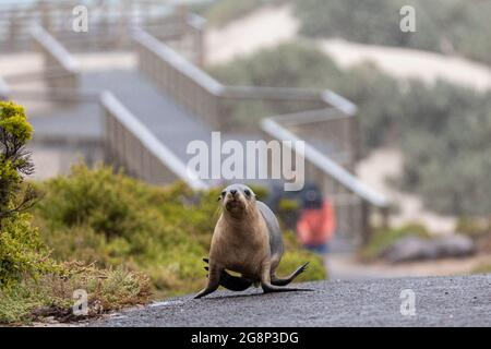 Un pup de phoques marchant le long d'un chemin sur l'île de kangourou en Australie méridionale Banque D'Images