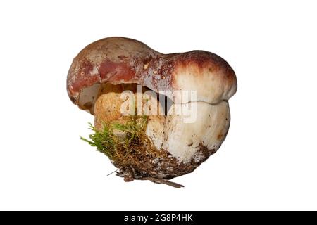 Champignon Boletus edulis et mousse verte isolées sur fond blanc Banque D'Images