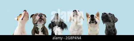 Bannière six chiens affamés recherchant la nourriture de mendiant. Isolé sur fond bleu Banque D'Images