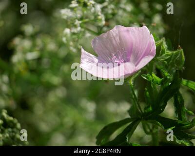 Primrose du soir, Pinklames - Oenothera speciosa Banque D'Images