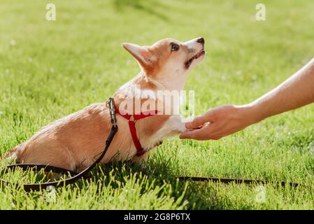 Portrait d'un petit chiot de la race Corgi qui donne sa patte à son propriétaire en été dans le parc Banque D'Images