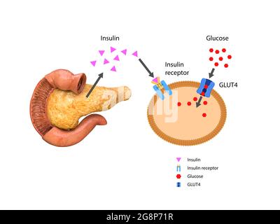 L'insuline régule le métabolisme et est la clé qui déverrouille le canal de glucose de la cellule, 3D 2d graphique, rendu, illustration Banque D'Images