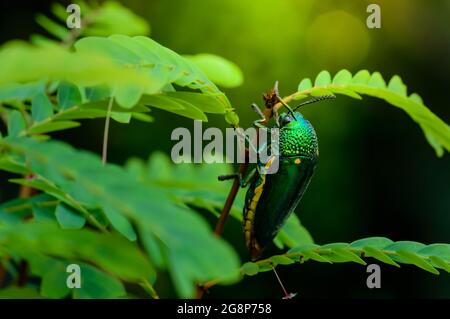 Coléoptère métallique à bois, coléoptère des joyaux, Buprestid (Sternocera aequisignata) dans la nature Banque D'Images