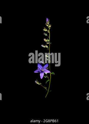 Une tige de Campanula pourpre, communément connue sous le nom de bellflower, avec la première fleur en fleurs. Banque D'Images