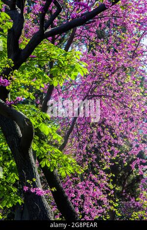 Vue sur les fleurs du Redbud le jour du printemps, Istanbul Banque D'Images