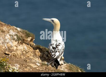 Les taches noires sur le dos et les couvre-lits d'aile montrent que c'est un Gannet de 4 ans. La prochaine mue apportera le plumage blanc presque pur d'un A. Banque D'Images