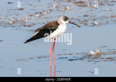 Un jeune spécimen de stilt à ailes noires (Himantopus himantopus) dans la réserve naturelle de Marismas de Odiel, Huelva, Andalousie, Espagne Banque D'Images