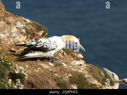 Les taches noires sur le dos et les couvre-lits d'aile montrent que c'est un Gannet de 4 ans. La prochaine mue apportera le plumage adulte presque pur blanc Banque D'Images