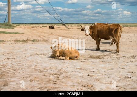 petit troupeau de vaches avec vue rapprochée de deux d'entre elles Banque D'Images
