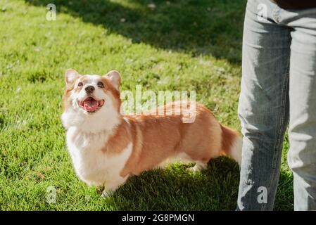 Portrait d'une race de corgi de chien sur fond d'herbe verte par une journée ensoleillée en été Banque D'Images