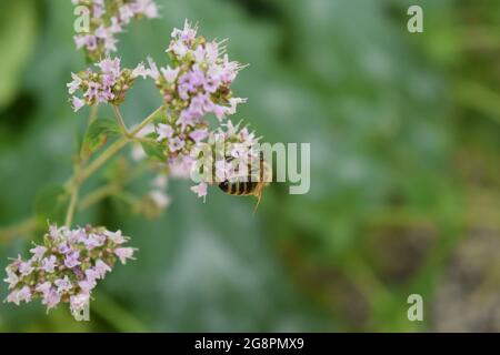 abeille sauvage sur des fleurs d'origan Banque D'Images
