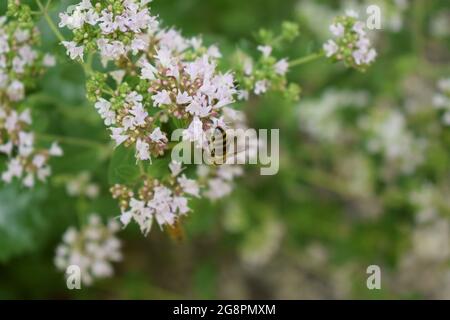 abeille sauvage sur des fleurs d'origan Banque D'Images