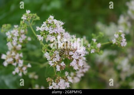 abeille sauvage sur des fleurs d'origan Banque D'Images