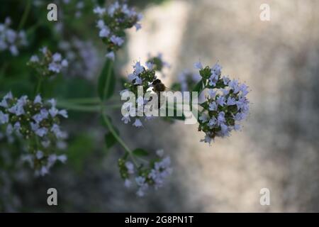 abeille sauvage sur des fleurs d'origan Banque D'Images
