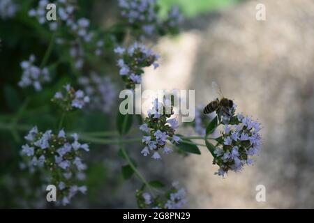 abeille sauvage sur des fleurs d'origan Banque D'Images