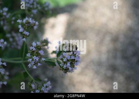 abeille sauvage sur des fleurs d'origan Banque D'Images