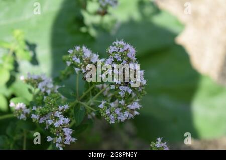 abeille sauvage sur des fleurs d'origan Banque D'Images
