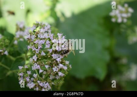 abeille sauvage sur des fleurs d'origan Banque D'Images
