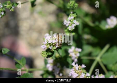 abeille sauvage sur des fleurs d'origan Banque D'Images