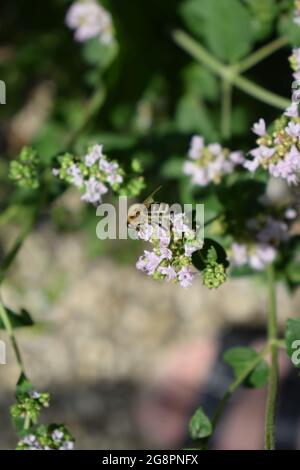 abeille sauvage sur des fleurs d'origan Banque D'Images