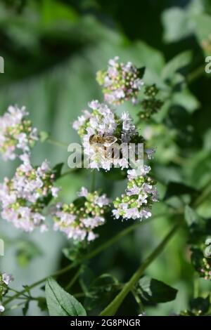 abeille sauvage sur des fleurs d'origan Banque D'Images