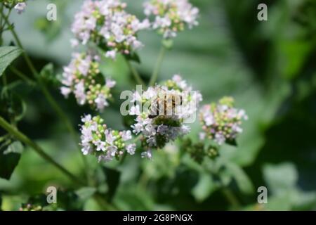 abeille sauvage sur des fleurs d'origan Banque D'Images