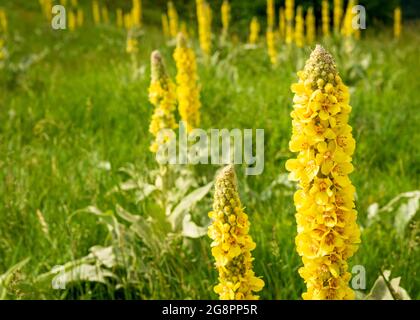 Verbascum Thapsus ou Grand Mullein floraison en fleur en pleine croissance dans l'habitat naturel, Réserve de biosphère de l'UNESCO des Balkans centraux, montagne Troyan, Bulgarie Banque D'Images