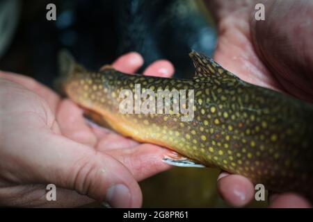 Tenir une truite de ruisseau: Pêche à la mouche, bientôt à sortir! Banque D'Images