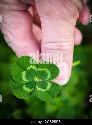 Trèfle à quatre feuilles, trifolium repens fraîchement cueilli et tenu dans les doigts de l'utérus, portrait Banque D'Images