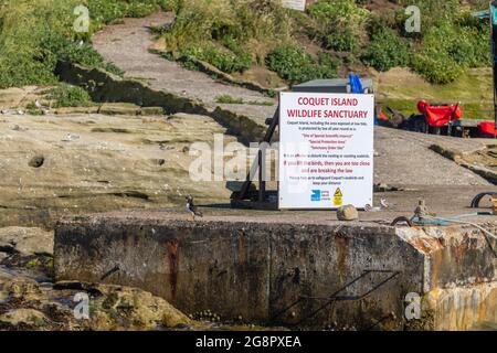 Panneau d'information sur l'île de Coquet, un refuge pour les oiseaux sur la côte nord-américaine près de Bambule, au nord-est de l'Angleterre Banque D'Images