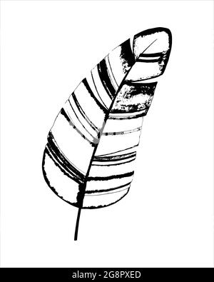 Feuille de banane tropicale, dessin à la main, graphiques stylisés, noir blanc, isolé. Illustration vectorielle Illustration de Vecteur