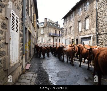 La transhumance des vaches salers dans le cantal (région Auvergne), vers les pâturages d'été, pour passer tout l'été. Banque D'Images