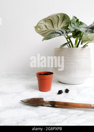 Les rhizomes d'Alocasia argent dragon ou d'argent bijou alocasia ( Alocasia Baginda) prêts à être propagés Banque D'Images