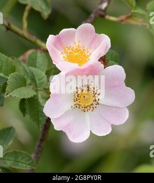 Fleurs de chien Rose Rosa incana dans un Somerset hedgerow Royaume-Uni Banque D'Images