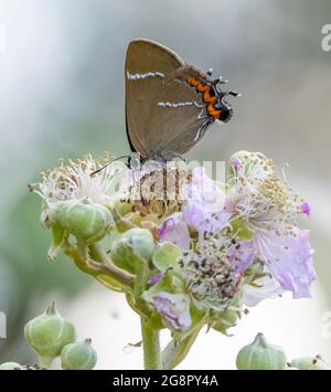 Lettre blanche Hairstreak Satyrium W-album Feeding on Bramble à la réserve de conservation des papillons Alners Gorse à Dorset au Royaume-Uni Banque D'Images