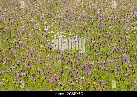 Prairie de fleurs sauvages en été dominée par la plus grande Knapweed Centaurea scabiosa et Hawkbit- Somerset Royaume-Uni Banque D'Images