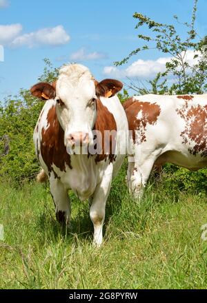 La vache laitière de Montbeliarde dans un champ agricole verdoyant. Il s'agit d'une vache laitière utilisée pour l'industrie laitière. Banque D'Images