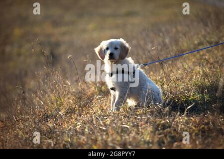 Adorable chiot Golden Retriever dans un parc Banque D'Images