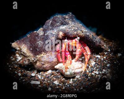 Grand crabe rouge ermite (Dardanus califordus ) , gros plan , Madère, Portugal Banque D'Images