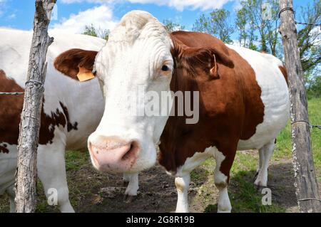 La vache laitière de Montbeliarde dans un champ agricole verdoyant. Il s'agit d'une vache laitière utilisée pour l'industrie laitière. Banque D'Images