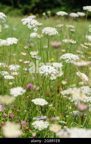 Daucus carota, connu sous le nom de carotte sauvage, nid d'oiseau, dentelle d'évêque ou plante de dentelle de la reine Anne dans un pré en Allemagne, en Europe Banque D'Images