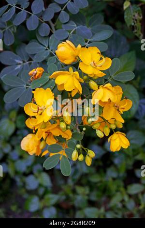 Fleurs jaunes (Senna auriculata) sur la forêt tropicale Banque D'Images