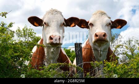 Troupeau de vaches laitières de Montbeliarde dans un champ agricole verdoyant. Il s'agit d'une vache laitière utilisée pour l'industrie laitière. Banque D'Images